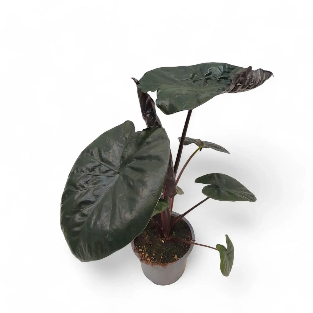 Alocasia 'Serendipity' potted plant in nursery pot on white background.