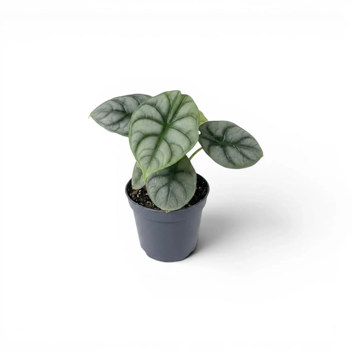 Small potted Alocasia baginda 'Silver Dragon' baby plant with silver leaves on a white background