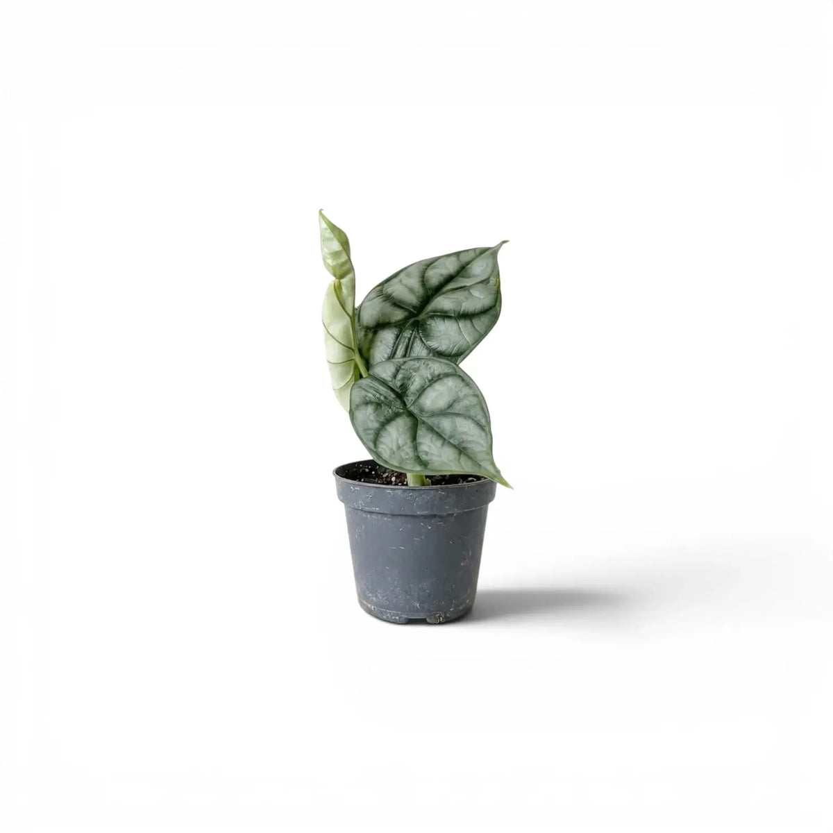 Small potted Alocasia baginda 'Silver Dragon' baby plant with silver leaves on a white background