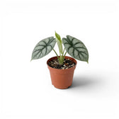 Small potted Alocasia baginda 'Silver Dragon' baby plant with silver leaves on a white background
