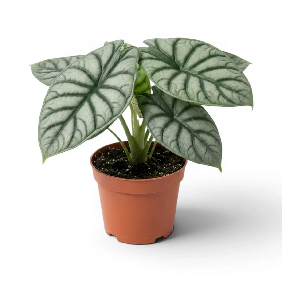 Large potted Alocasia baginda 'Silver Dragon' plant with silver leaves on a white background