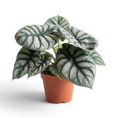 Large potted Alocasia baginda 'Silver Dragon' plant with silver leaves on a white background