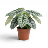 Large potted Alocasia baginda 'Silver Dragon' plant with silver leaves on a white background