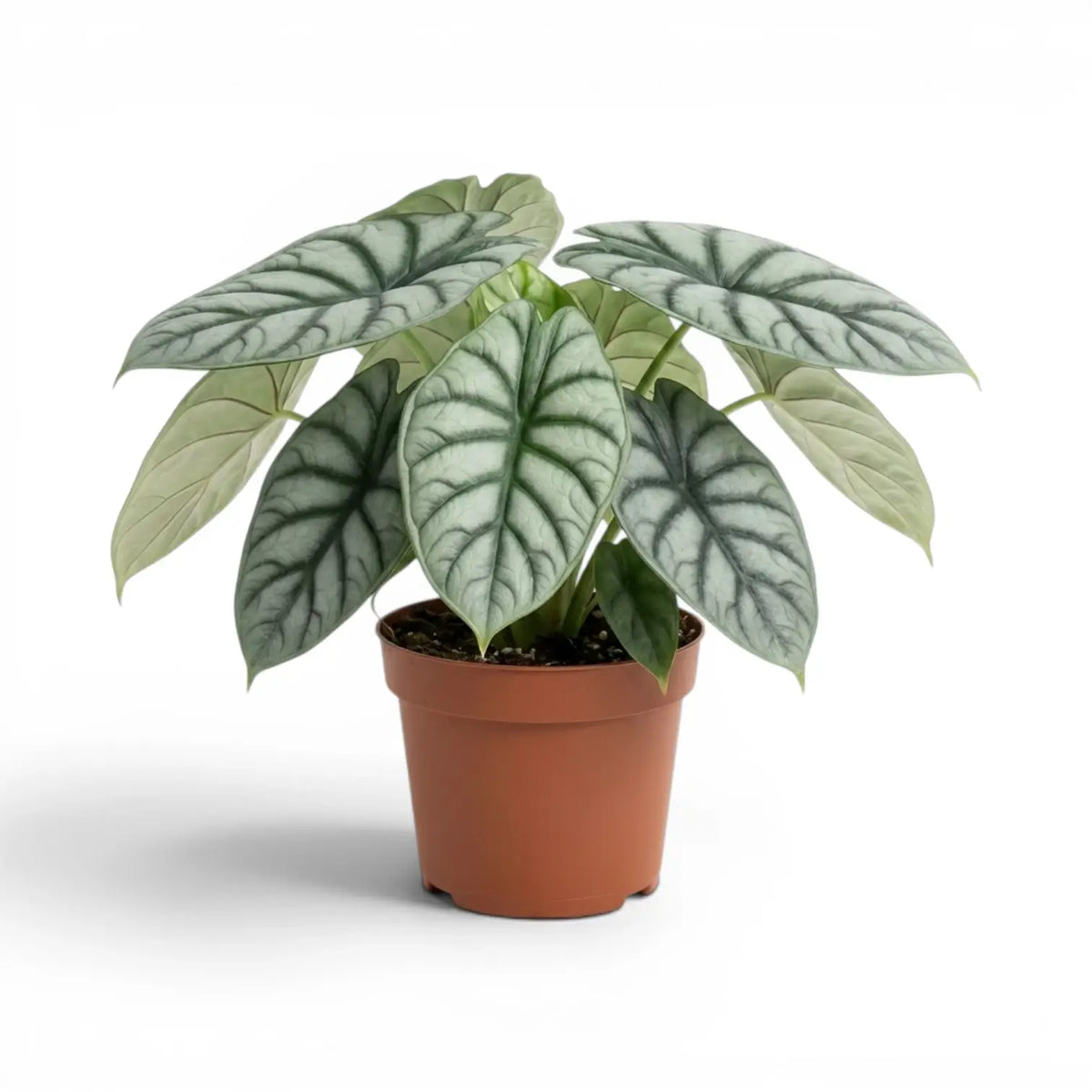Large potted Alocasia baginda 'Silver Dragon' plant with silver leaves on a white background