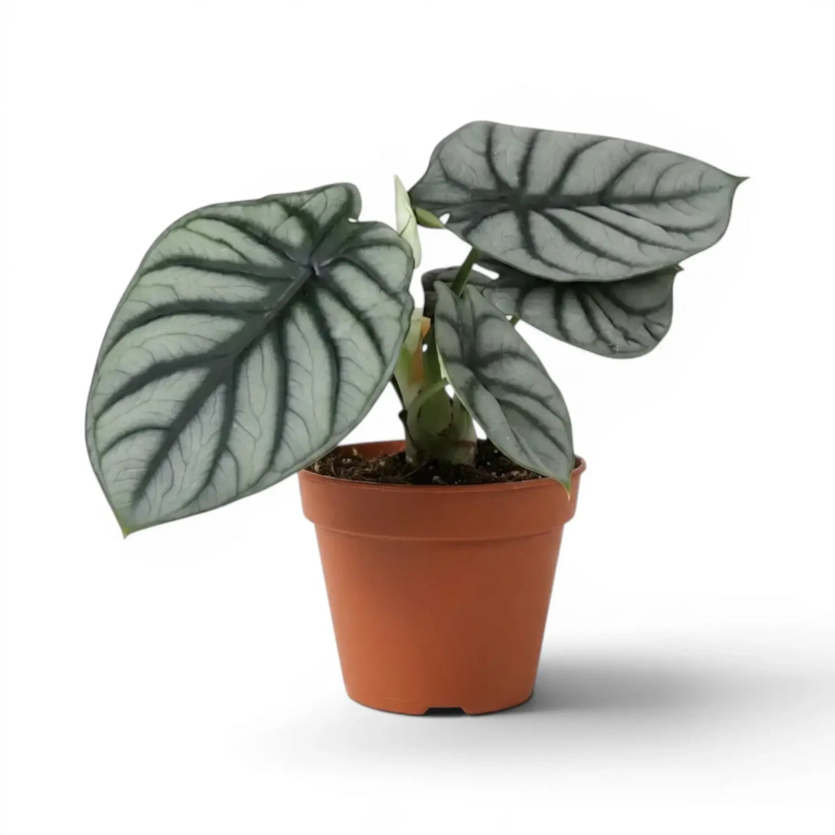 Medium potted Alocasia baginda 'Silver Dragon' plant with silver leaves on a white background