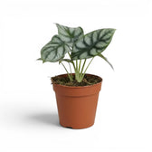 Medium potted Alocasia baginda 'Silver Dragon' plant with silver leaves on a white background