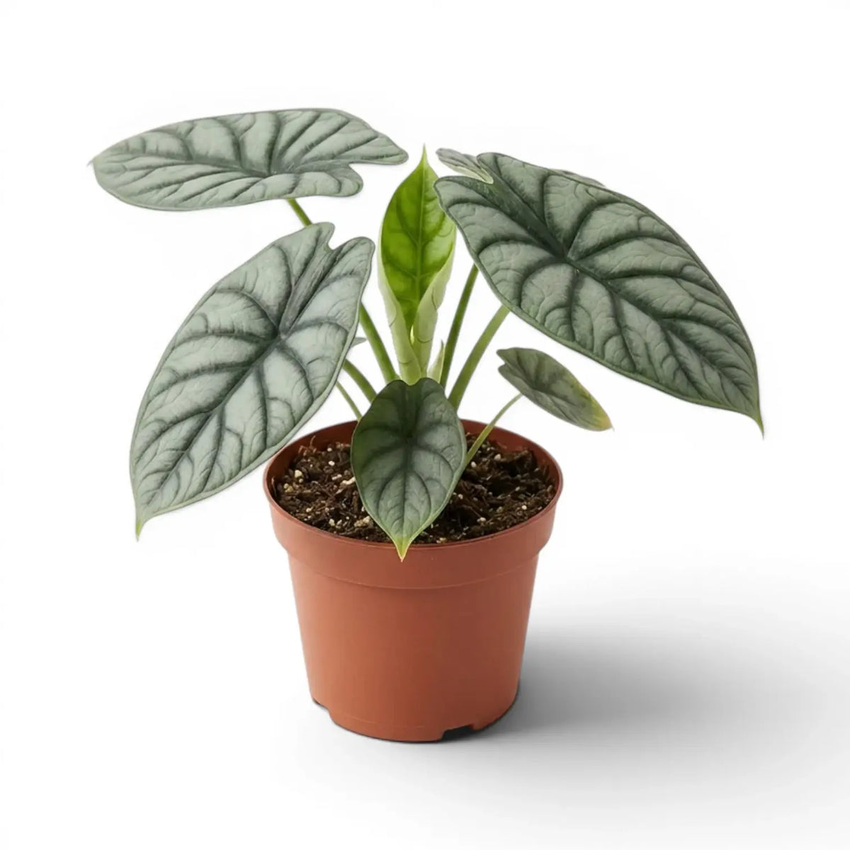 Medium potted Alocasia baginda 'Silver Dragon' plant with silver leaves on a white background