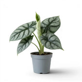 Medium potted Alocasia baginda 'Silver Dragon' plant with silver leaves on a white background