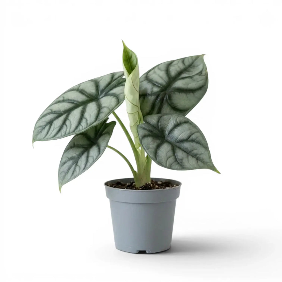 Medium potted Alocasia baginda 'Silver Dragon' plant with silver leaves on a white background