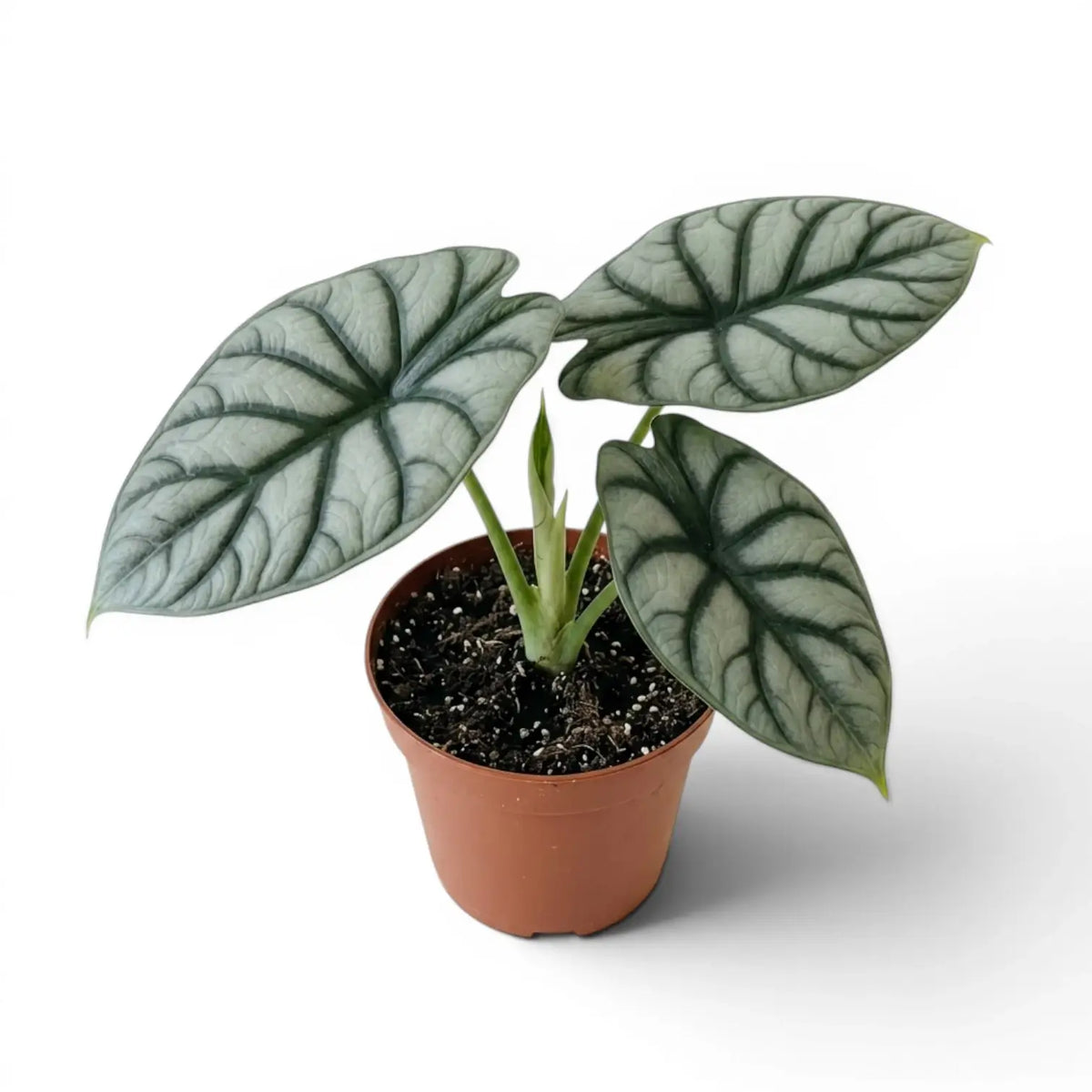 Medium potted Alocasia baginda 'Silver Dragon' plant with silver leaves on a white background