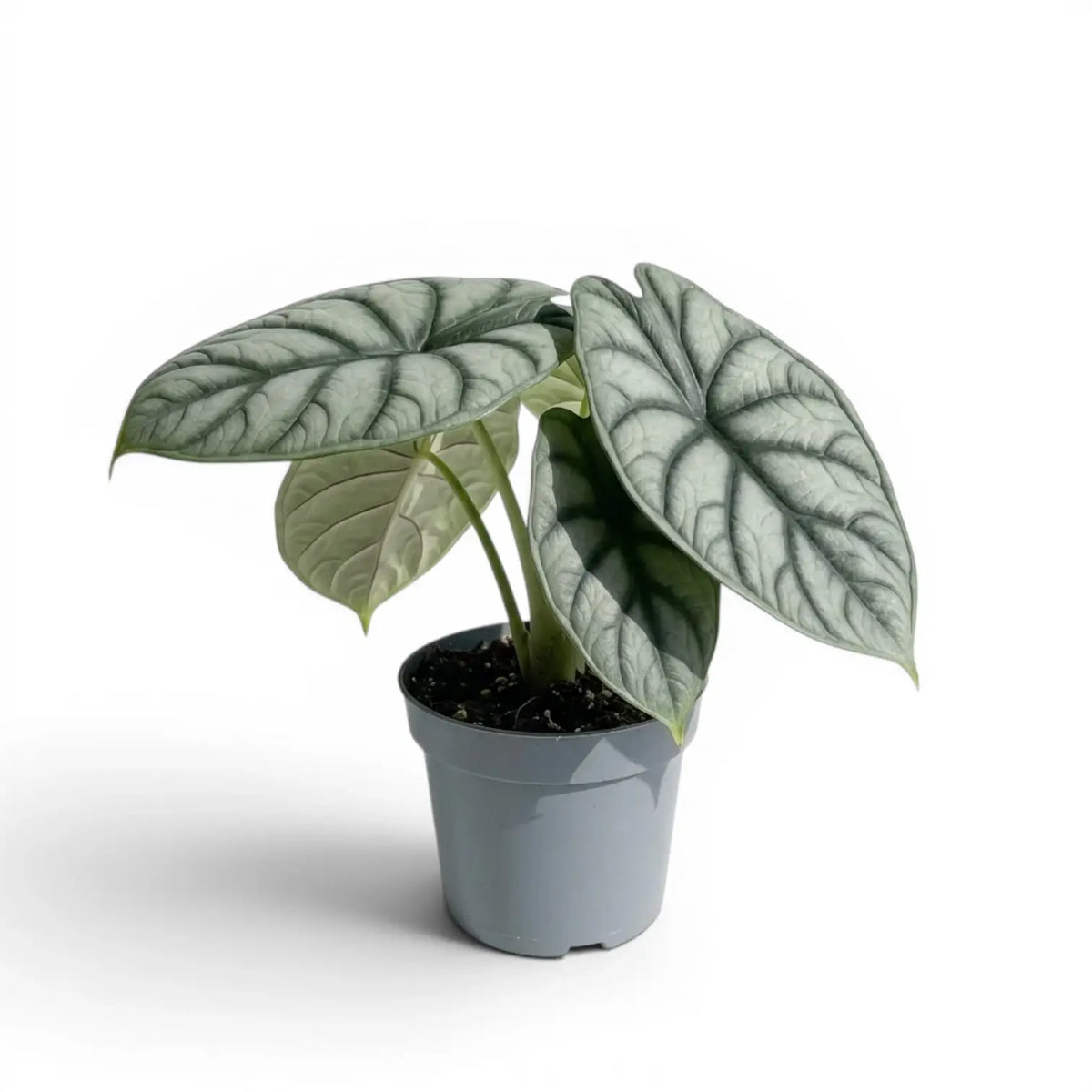 Medium potted Alocasia baginda 'Silver Dragon' plant with silver leaves on a white background