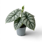 Medium potted Alocasia baginda 'Silver Dragon' plant with silver leaves on a white background