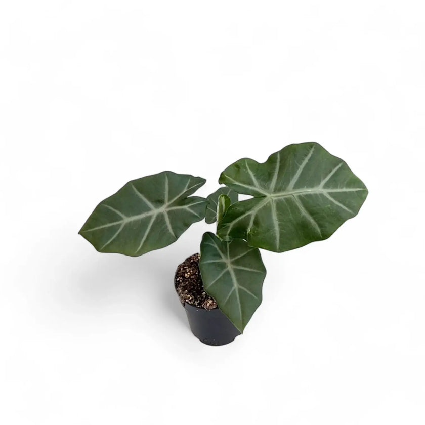 Alocasia 'Silver Feathers' potted plant in nursery pot on white background.