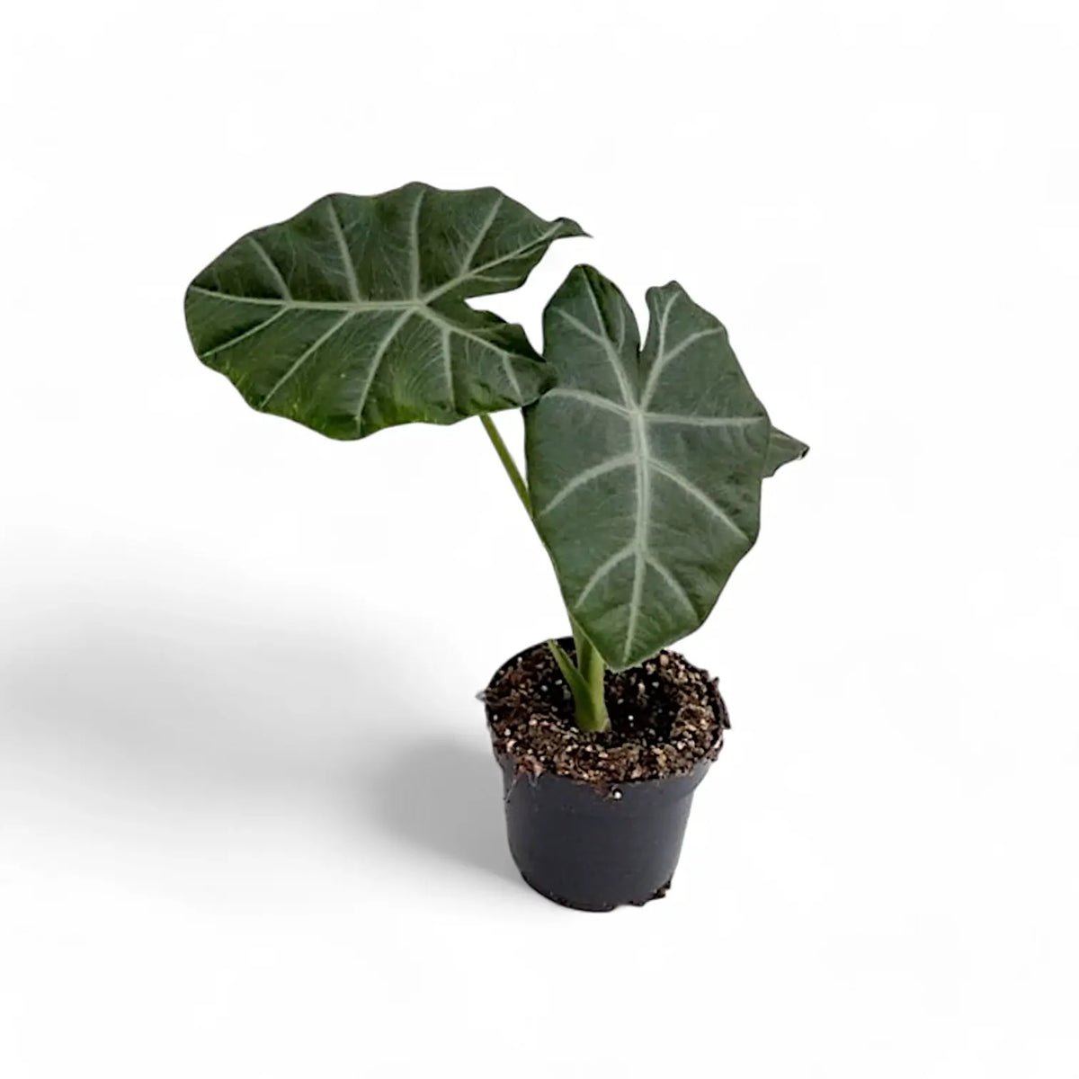 Alocasia 'Silver Feathers' potted plant in nursery pot on white background.