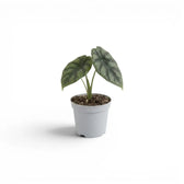 Alocasia sinuata baby plant in a nursery pot.