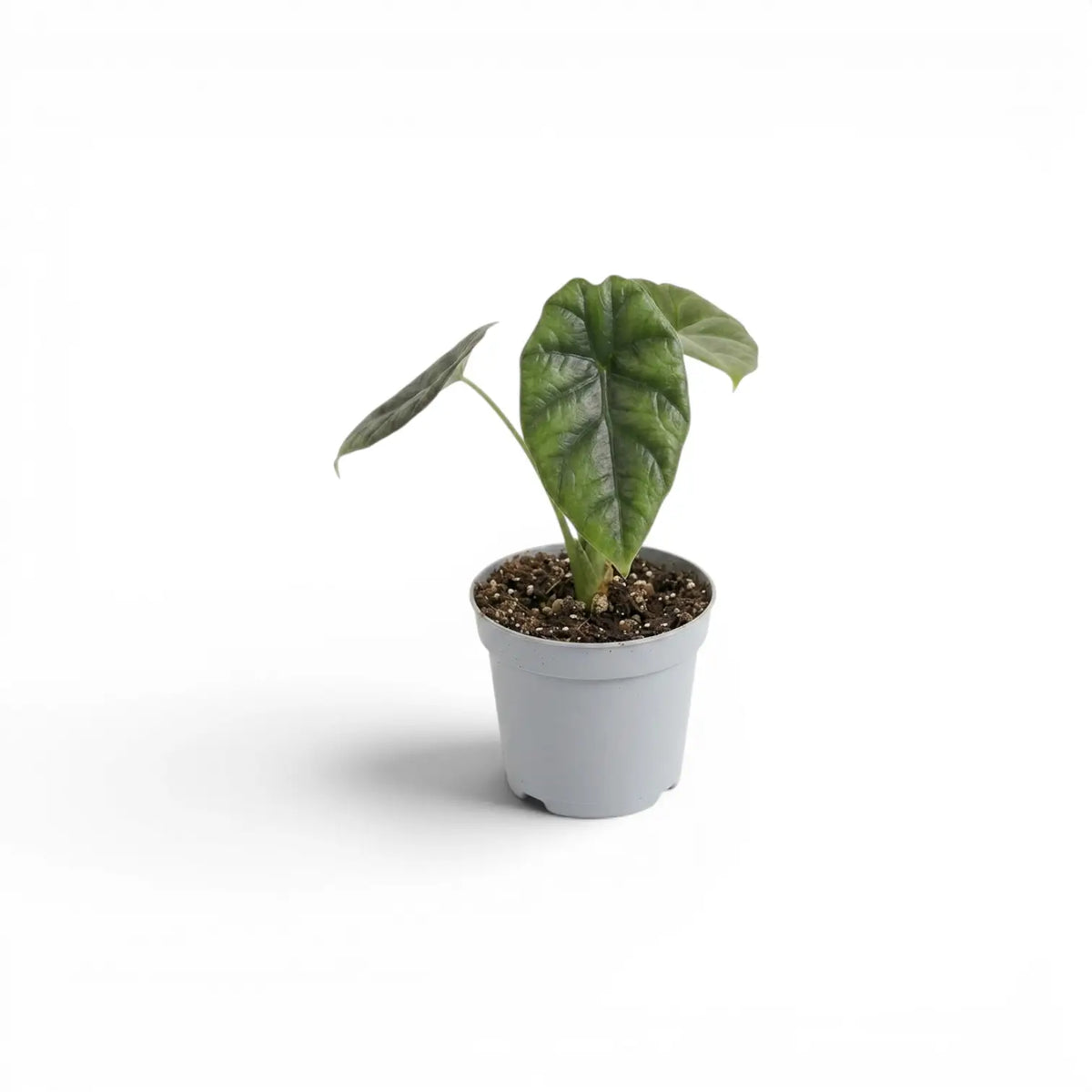 Alocasia sinuata baby plant in a nursery pot.