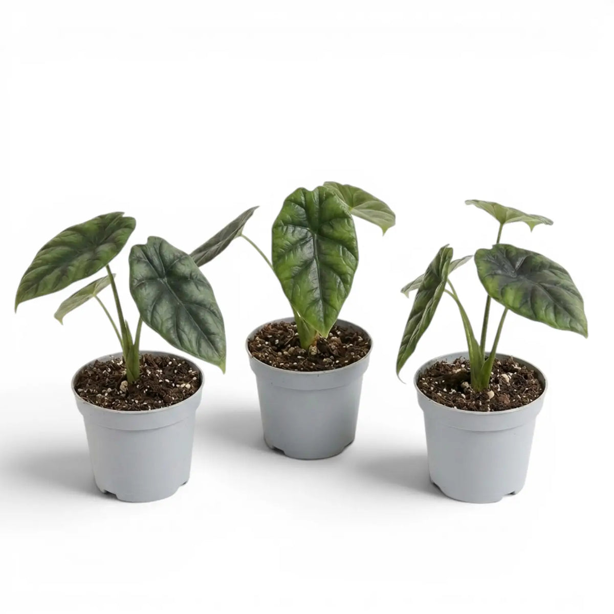 Alocasia sinuata baby plant in a nursery pot.