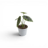 Alocasia sinuata baby plant in a nursery pot.