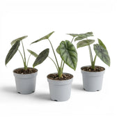 Alocasia sinuata baby plant in a nursery pot.
