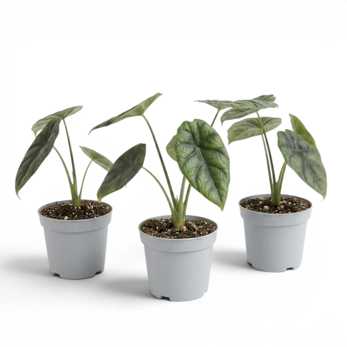 Alocasia sinuata baby plant in a nursery pot.