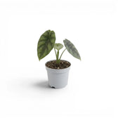 Alocasia sinuata baby plant in a nursery pot.