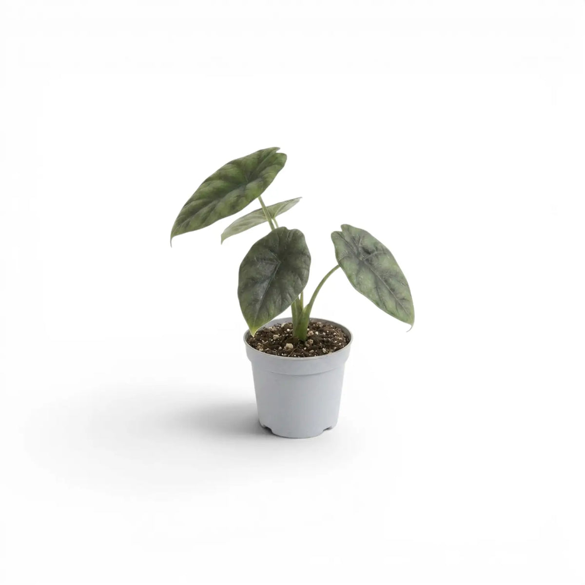 Alocasia sinuata baby plant in a nursery pot.