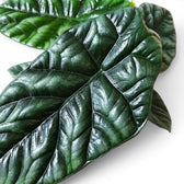 Close-up of Alocasia sinuata leaves.