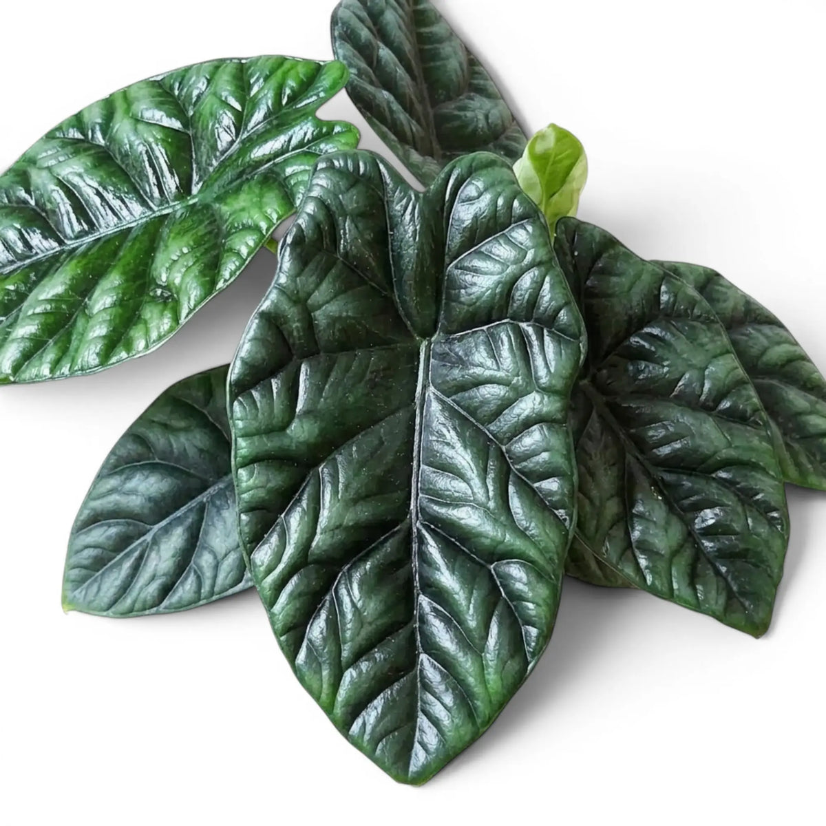 Close-up of Alocasia sinuata leaves.