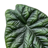 Close-up of Alocasia sinuata leaves.