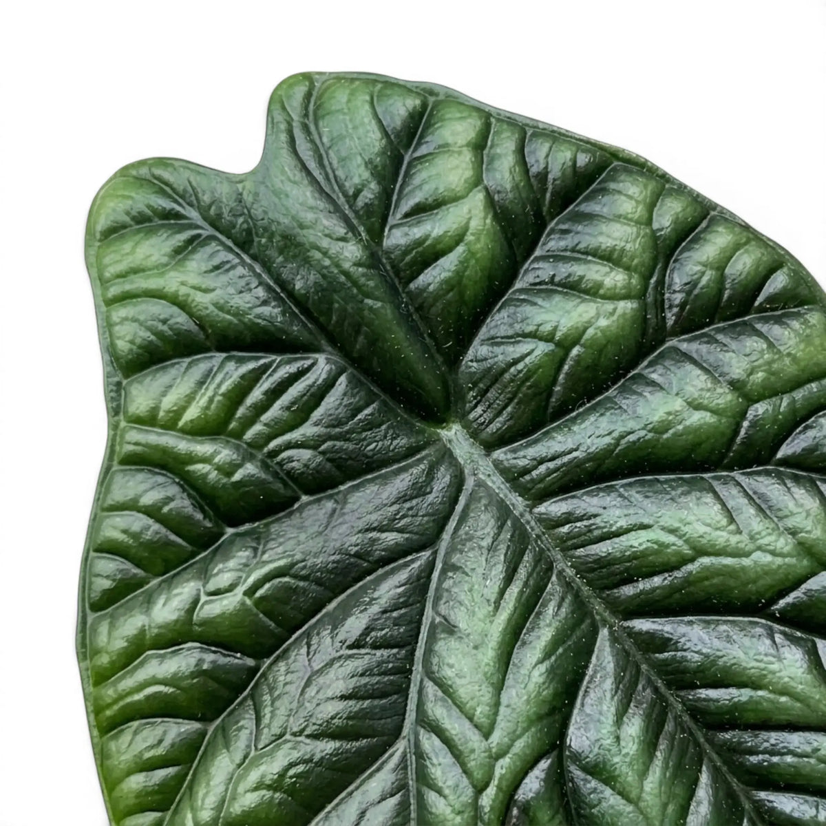 Close-up of Alocasia sinuata leaves.