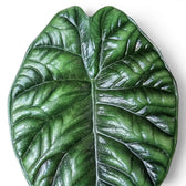 Close-up of Alocasia sinuata leaves.