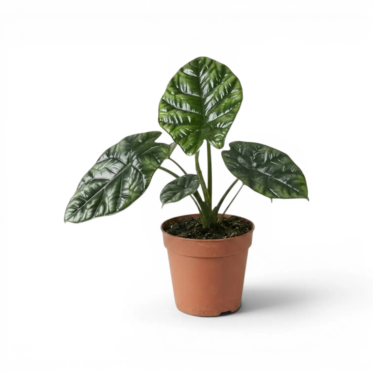 Alocasia sinuata plant in a nursery pot.