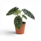 Alocasia sinuata plant in a nursery pot.