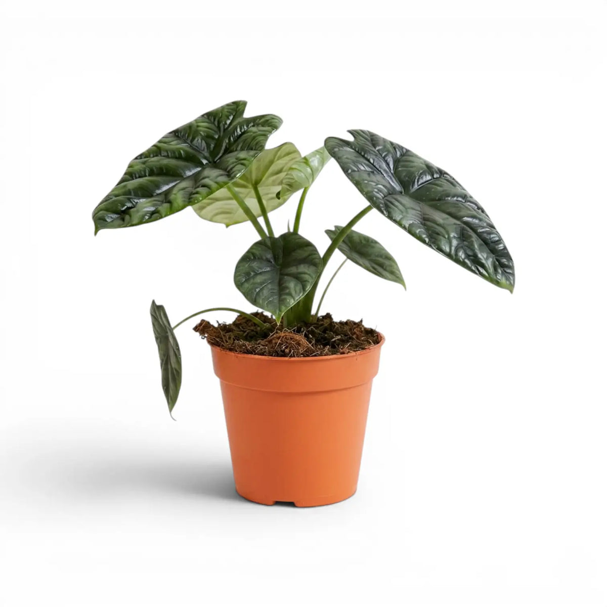 Alocasia sinuata plant in a nursery pot.