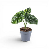 Alocasia sinuata plant in a nursery pot.