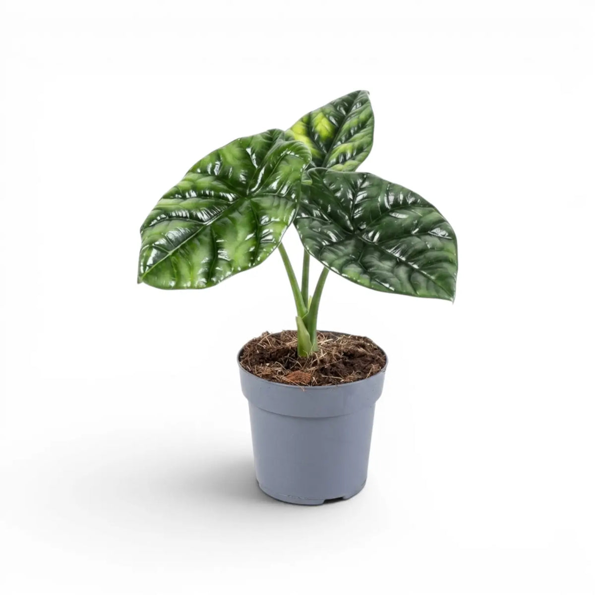 Alocasia sinuata plant in a nursery pot.