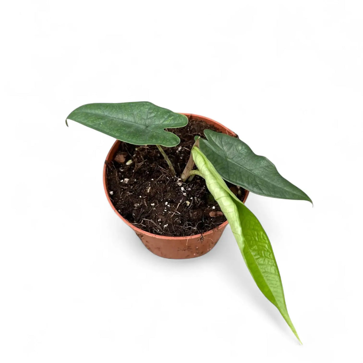 Alocasia sp. Sulawesi 'Green Carpet' Zimmerpflanze im Anzuchttopf vor weißem Hintergrund, Produktfoto 4.