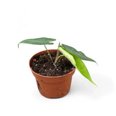 Alocasia sp. Sulawesi 'Green Carpet' Zimmerpflanze im Anzuchttopf vor weißem Hintergrund, Produktfoto 5.