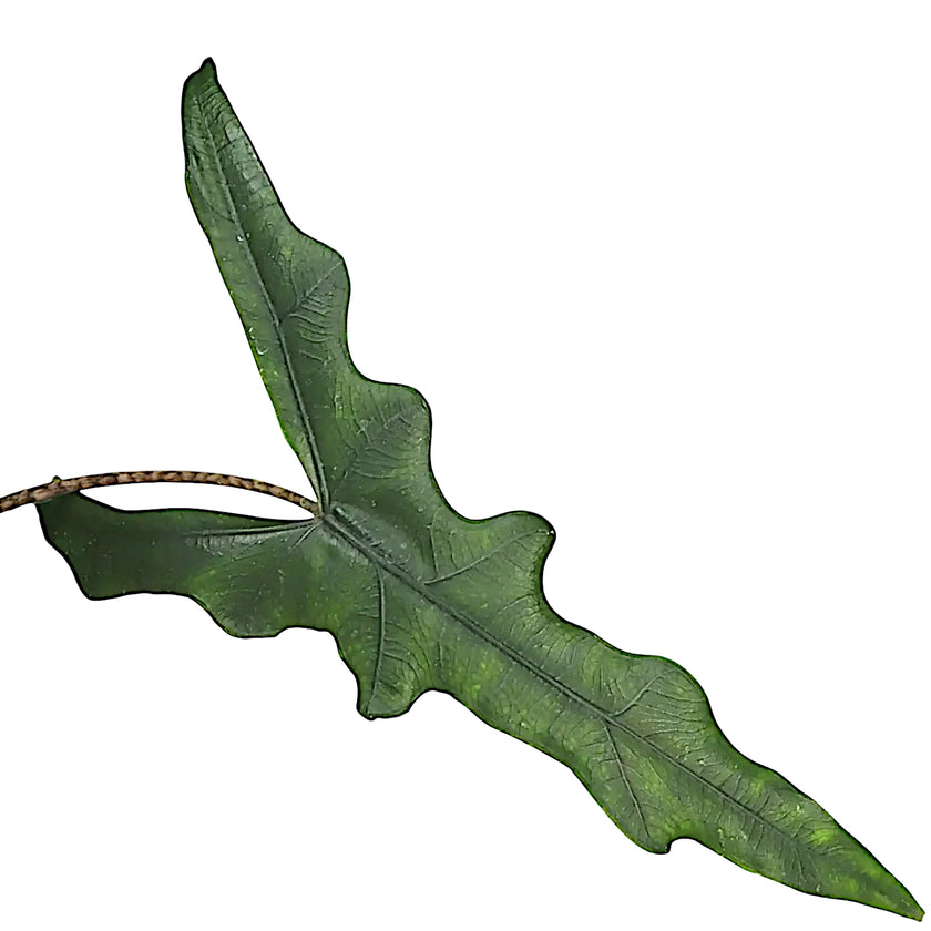 Nahaufnahme eines Blatts von Alocasia sp. Sulawesi 'Sabrina Narrow' vor weißem Hintergrund.