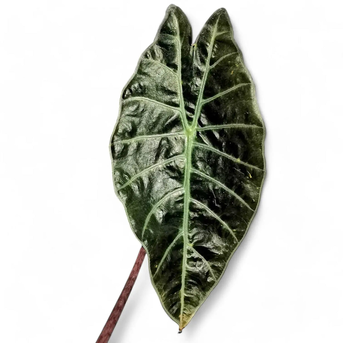 Alocasia suhirmaniana – Blattdetail vor weißem Hintergrund..