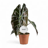 Alocasia suhirmaniana – Topfpflanze im Kulturtopf vor weißem Hintergrund, Produktfoto 3.