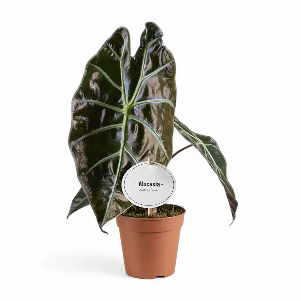 Alocasia suhirmaniana – Topfpflanze im Kulturtopf vor weißem Hintergrund, Produktfoto 3.