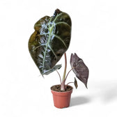 Alocasia suhirmaniana – Topfpflanze im Kulturtopf vor weißem Hintergrund, Produktfoto 4.