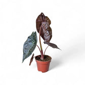 Alocasia suhirmaniana – Topfpflanze im Kulturtopf vor weißem Hintergrund, Produktfoto 5.