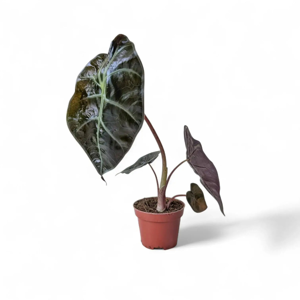 Alocasia suhirmaniana – Topfpflanze im Kulturtopf vor weißem Hintergrund, Produktfoto 6.