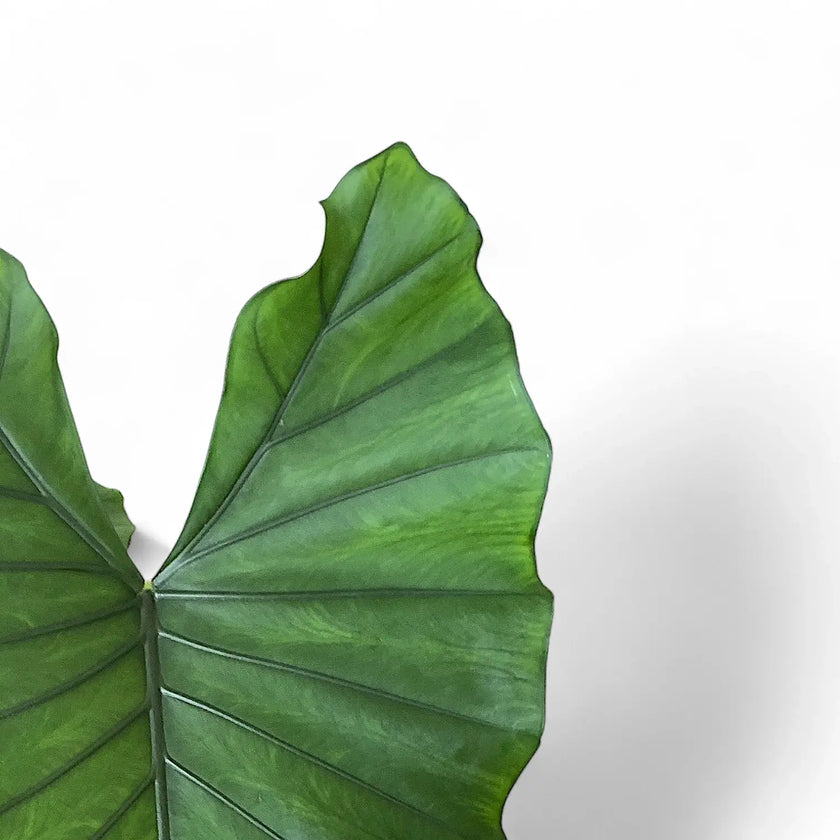 Alocasia 'Sumo' potted plant in nursery pot on white background.