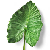 Nahaufnahme eines Blatts von Alocasia 'Thunder Waves' ('Portodora') vor weißem Hintergrund.