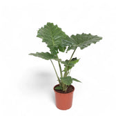 Alocasia 'Thunder Waves' ('Portodora') – Zimmerpflanze im Kulturtopf auf weißem Hintergrund, Produktfoto 10.