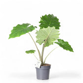 Alocasia 'Thunder Waves' ('Portodora') – Zimmerpflanze im Kulturtopf auf weißem Hintergrund, Produktfoto 11.