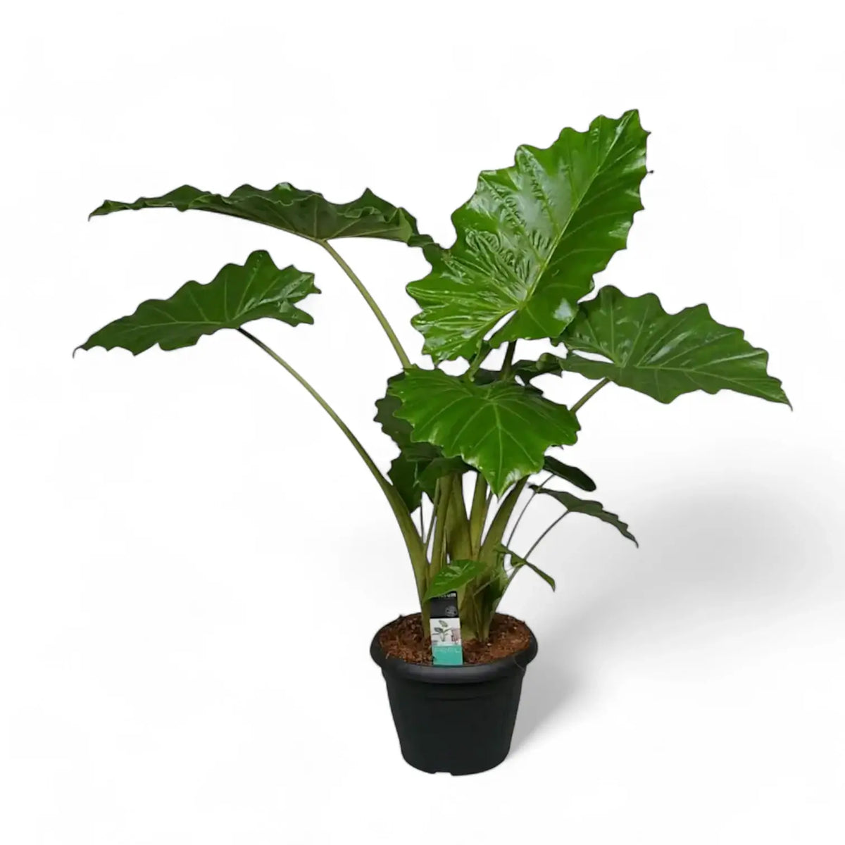 Alocasia 'Thunder Waves' ('Portodora') – Zimmerpflanze im Kulturtopf auf weißem Hintergrund, Produktfoto 13.